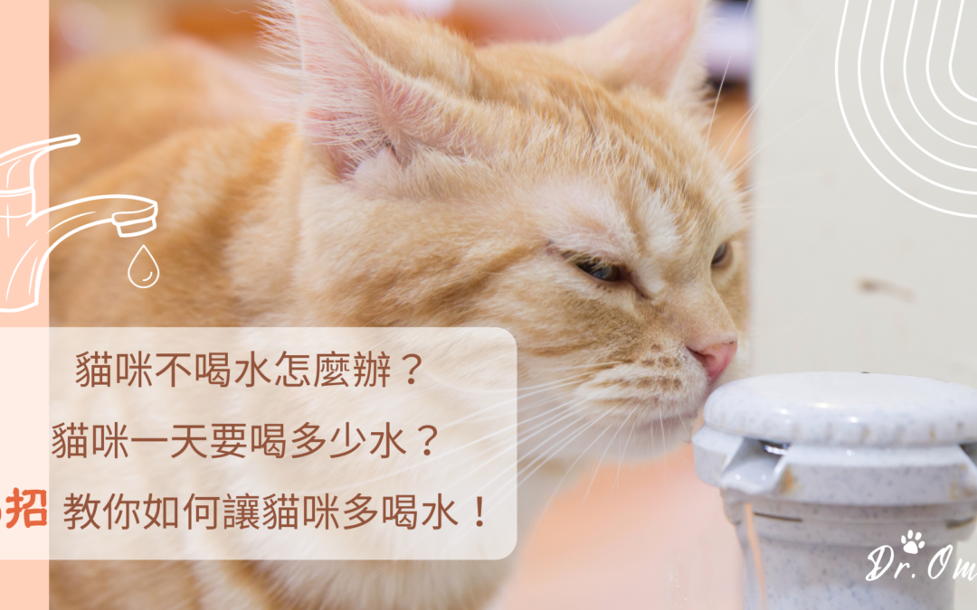 貓咪不喝水怎麼辦？貓咪一天要喝多少水？6招教你如何讓貓咪多喝水！