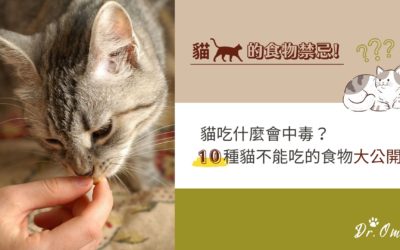 【貓的食物禁忌】貓吃什麼會中毒？10種貓咪不能吃的食物大公開！