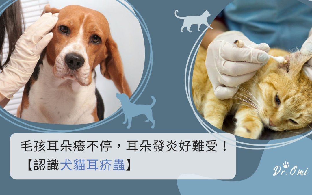 犬貓耳疥蟲感染