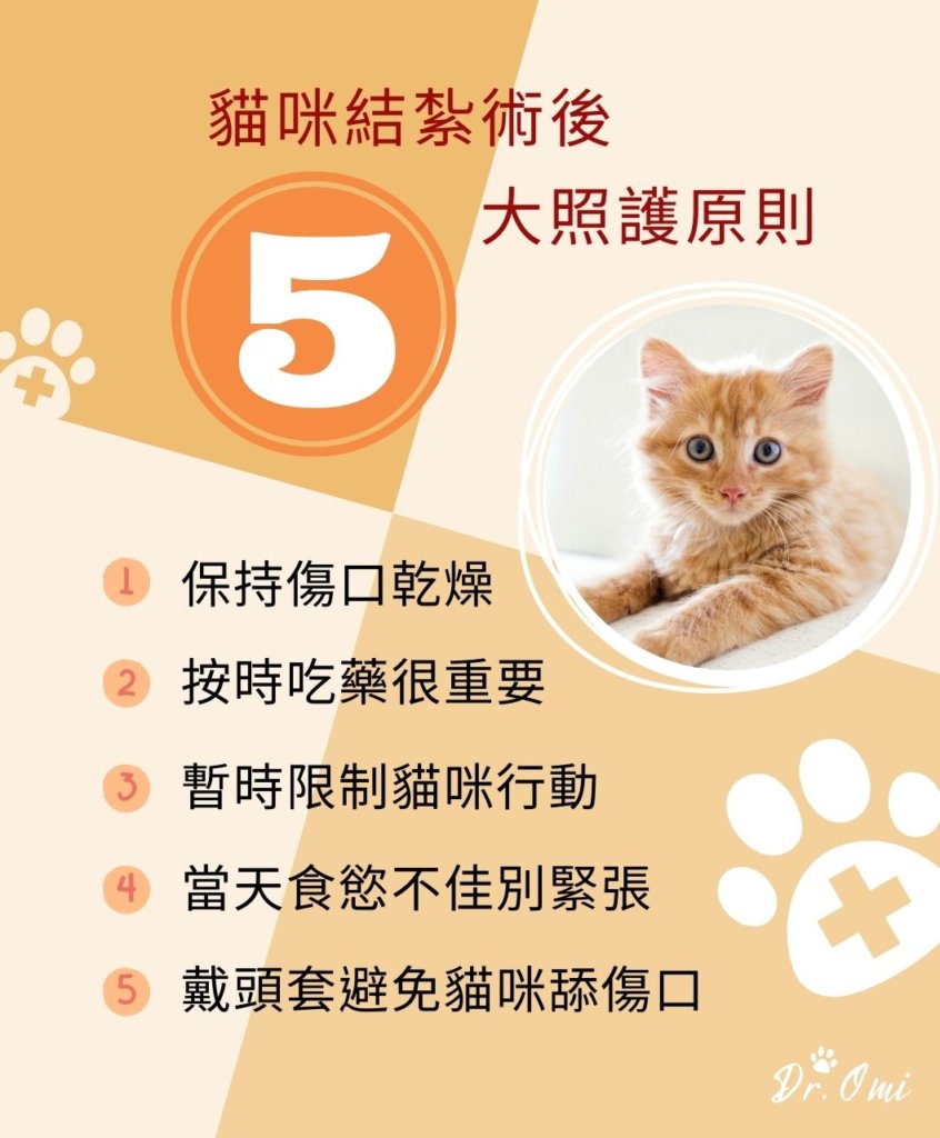 貓咪結紮術後5大照護原則