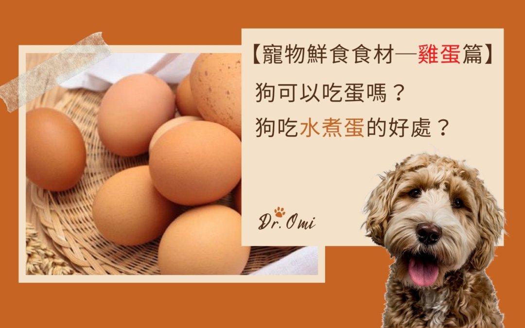 狗可以吃蛋嗎？狗吃水煮蛋的好處？【寵物鮮食食材-雞蛋篇】