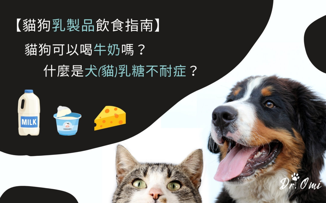 貓狗可以喝牛奶嗎？什麼是犬(貓)乳糖不耐症？貓狗乳製品飲食指南！