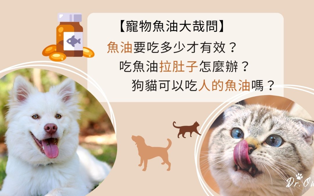 【寵物魚油大哉問】寵物魚油要吃多少才有效？吃魚油拉肚子怎麼辦？狗狗貓咪可以吃人的魚油嗎？