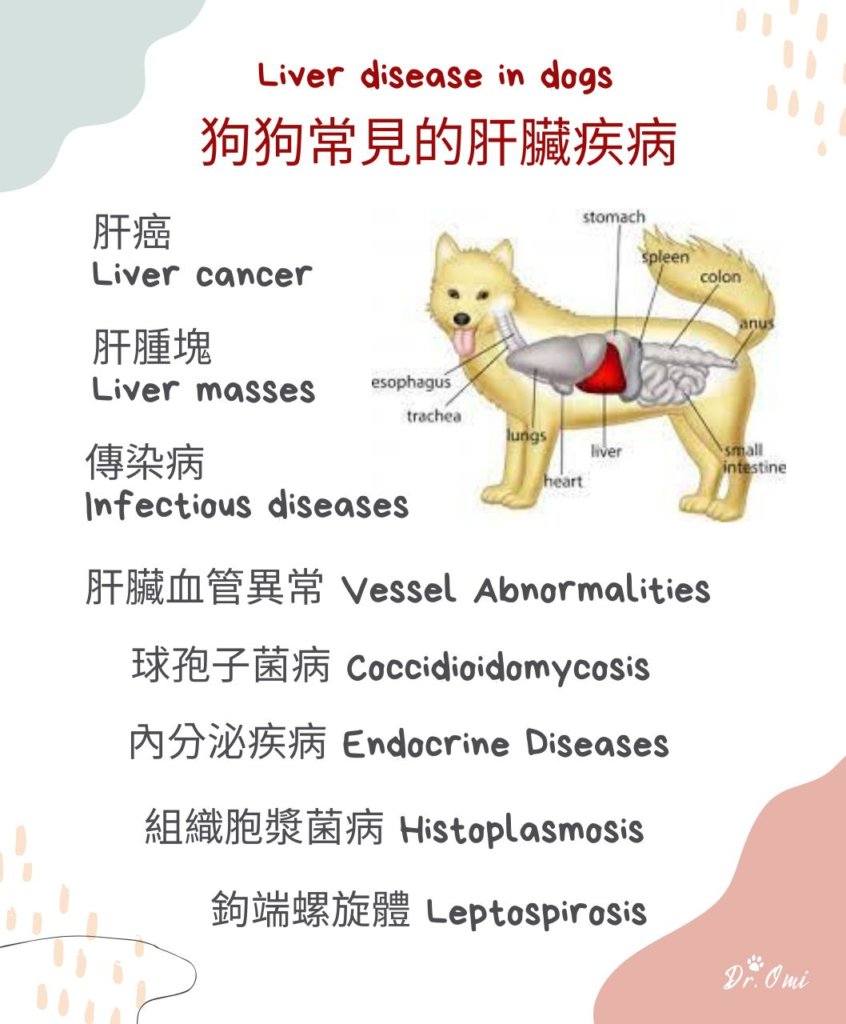 狗狗常見的肝臟疾病有哪些？