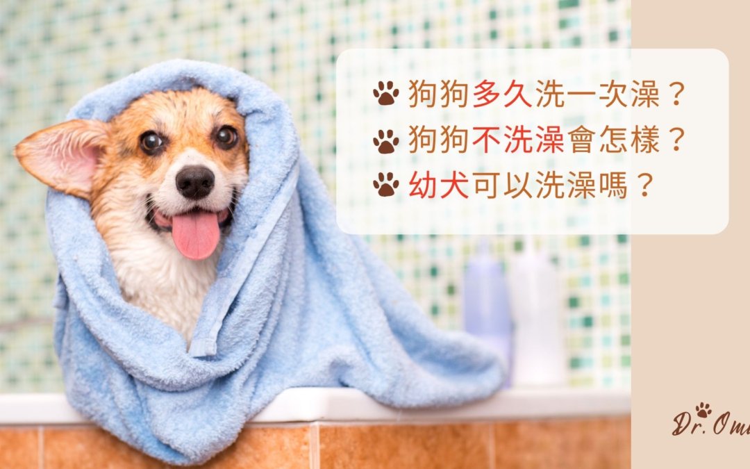 狗狗多久洗一次澡？狗狗不洗澡會怎樣？幼犬可以洗澡嗎？