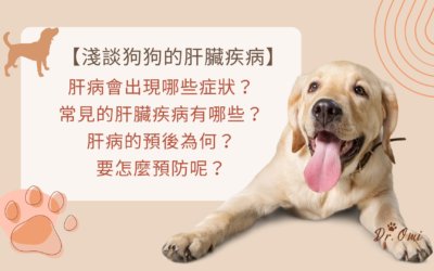 【淺談狗肝臟疾病】狗狗肝病會出現哪些症狀？常見的肝病有哪些？預後為何？又要怎麼預防呢？