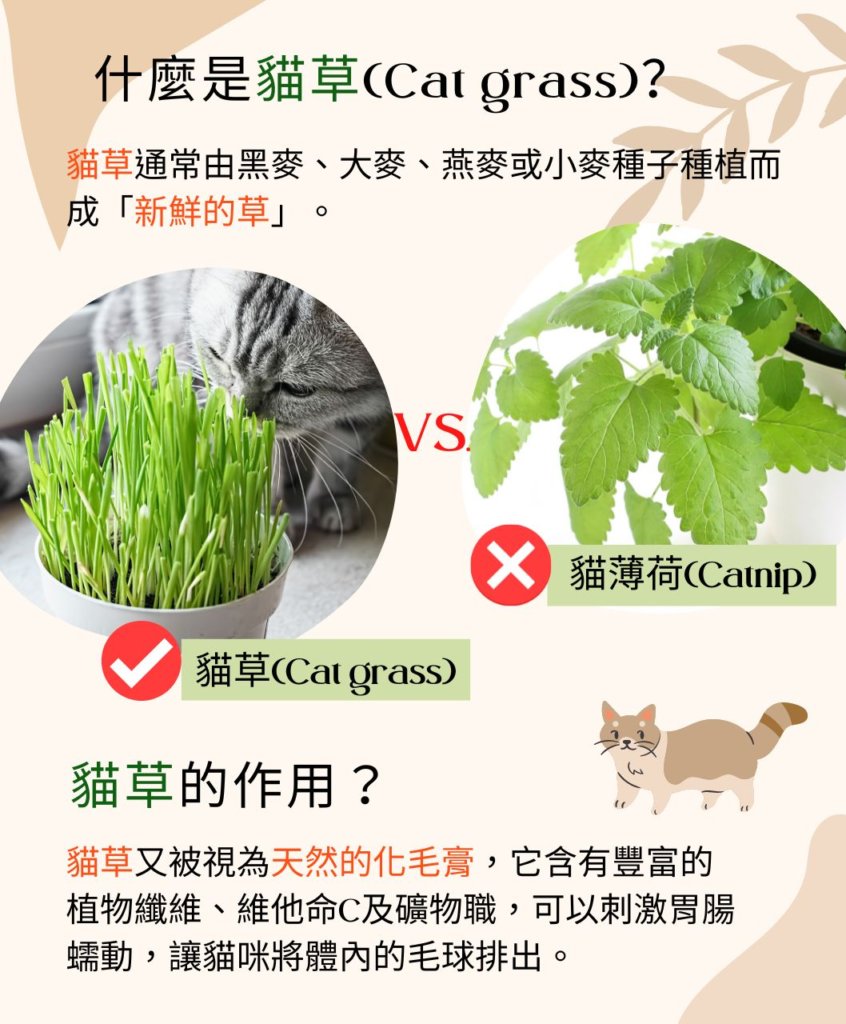 什麼是貓草(Cat grass)？貓草的作用？