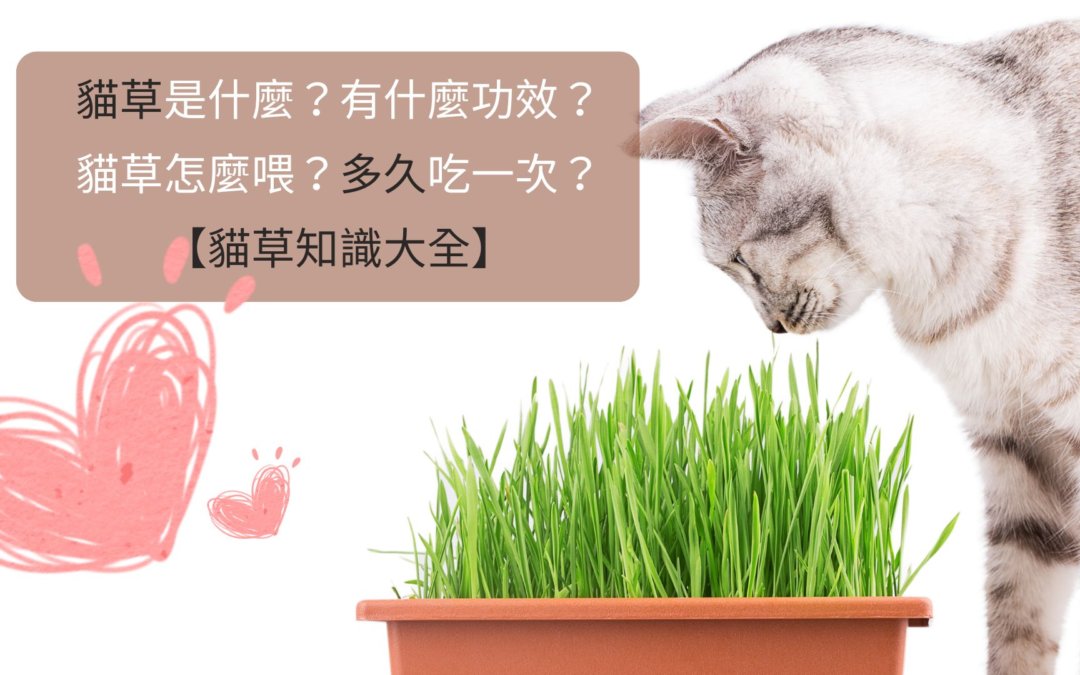 貓草是什麼？有什麼功效？貓草怎麼喂？多久吃一次？