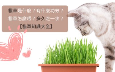 貓草是什麼？有什麼功效？貓草怎麼喂？多久吃一次？【貓草知識大全】